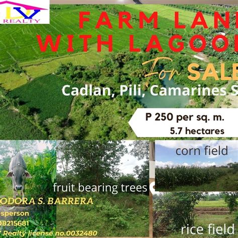 Farmland with Lagoon [Lot ] (September 2023) in Pili.
